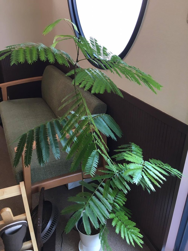 %e3%81%ad%e3%82%80%e3%81%ae%e6%9c%a8%e3%80%80%e6%98%bc3